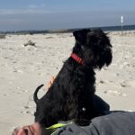 Cookie Markpieser Heide