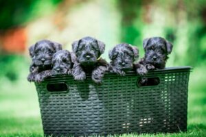 Zwergschnauzer Welpen in Brandenburg