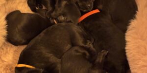 Zwergschnauzer Welpen