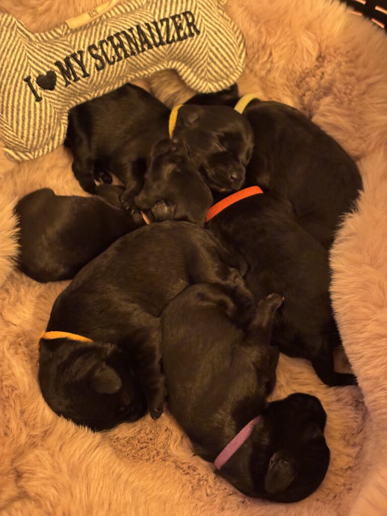 Zwergschnauzer Welpen 