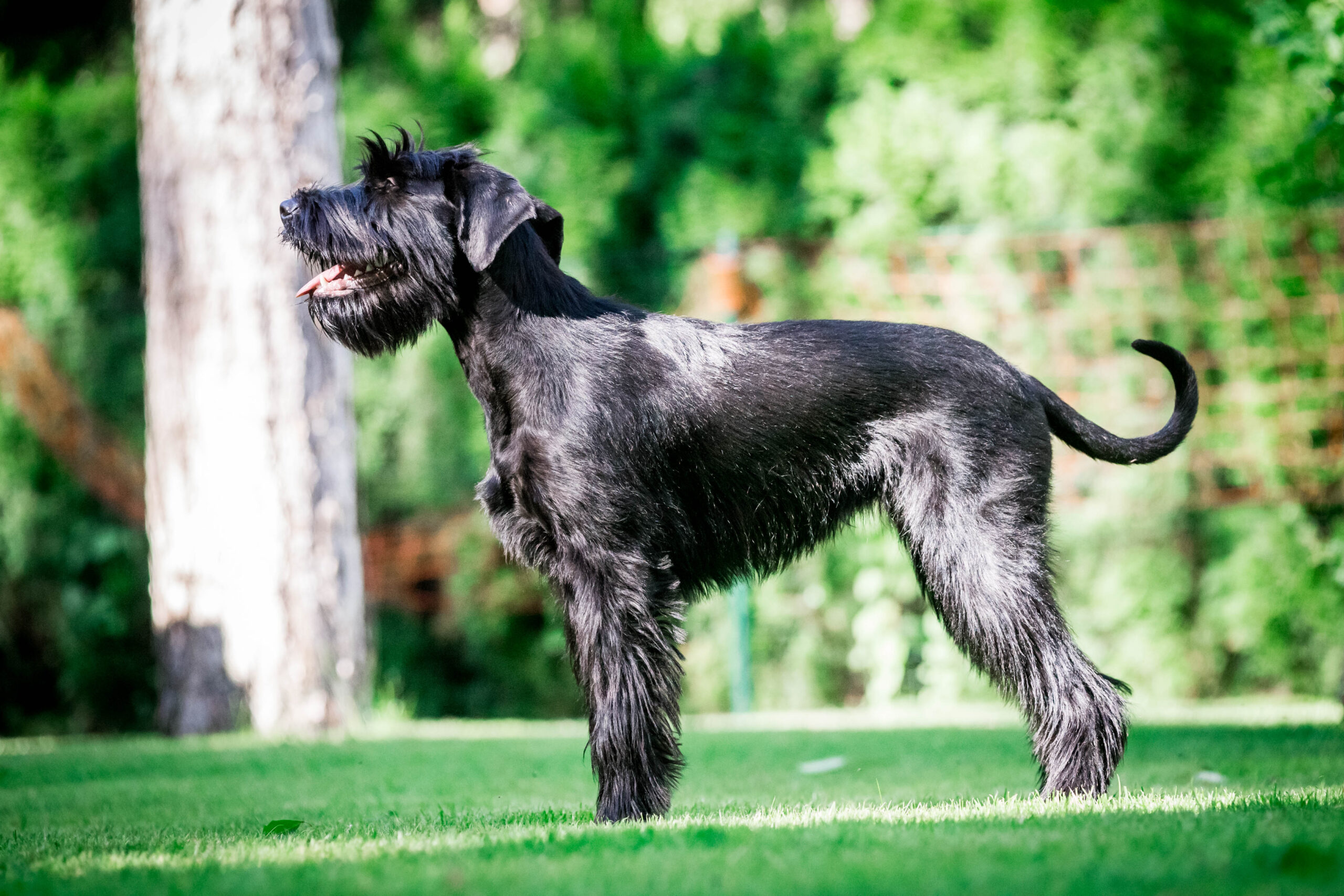 Riesenschnauzer-Hündin